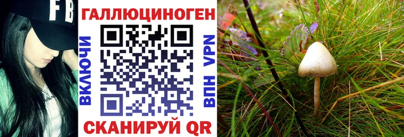 Псилоцибиновые грибы Psilocybe  магазин продажи   кракен tor  Каменка 