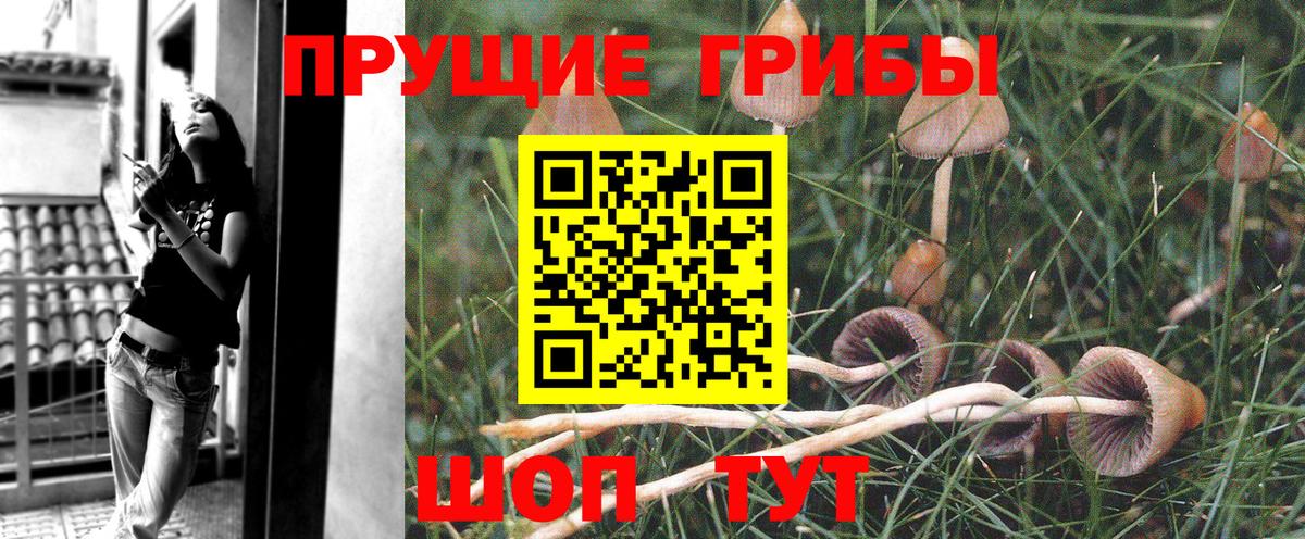 Псилоцибиновые грибы Cubensis  Псилоцибиновые грибы Psilocybine cubensis  Каменка  Вход с VPN 